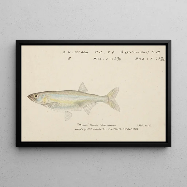 Retropinna retropinna, the Silverside - Frank Edward Clarke — framed artwork on a wall