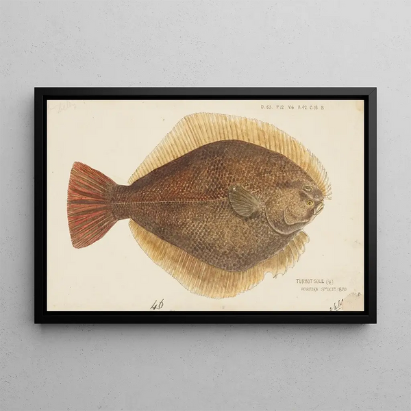 Rhombosolea leporina painting, New Zealand yellow flounder - Frank Edward Clarke — framed artwork on a wall
