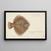 Rhombosolea plebeia painting, New Zealand sand flatfish - Frank Edward Clarke — framed artwork on a wall