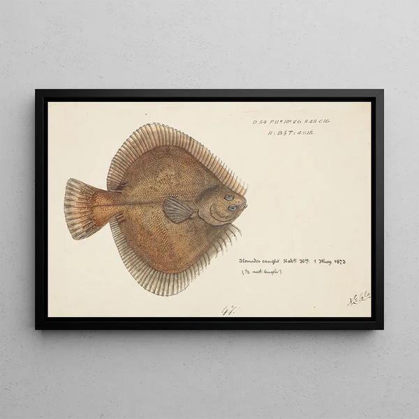 Rhombosolea plebeia painting, New Zealand sand flatfish - Frank Edward Clarke — framed artwork on a wall
