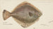 Rhombosolea tapirina, la plie - Frank Edward Clarke — artwork view