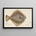 Rhombosolea tapirina, la plie - Frank Edward Clarke — framed artwork on a wall