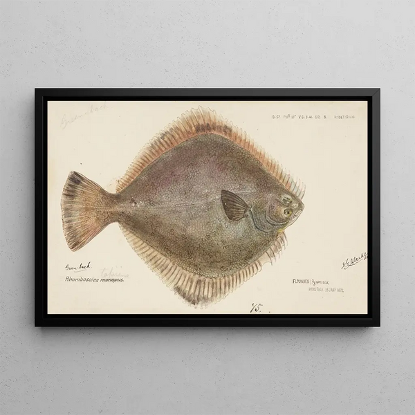 Rhombosolea tapirina, la plie - Frank Edward Clarke — framed artwork on a wall