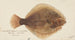 Rhombosolea tapirina, the green flounder - Frank Edward Clarke — artwork view