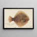 Rhombosolea tapirina, the green flounder - Frank Edward Clarke — framed artwork on a wall