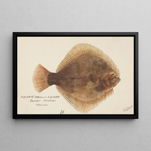 Rhombosolea tapirina, the green flounder - Frank Edward Clarke — framed artwork on a wall