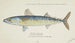 Scomber australasicus, Tasmanian blue mackerel - Frank Edward Clarke — artwork view