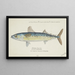 Scomber australasicus, Tasmanian blue mackerel - Frank Edward Clarke — framed artwork on a wall