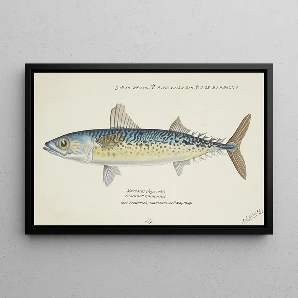 Scomber australasicus, Tasmanian blue mackerel - Frank Edward Clarke — framed artwork on a wall