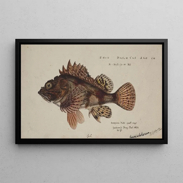 Scorpaena cardinalis Red Scorpionfish - Frank Edward Clarke — framed artwork on a wall