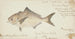 Seriolella punctata Tas Warehou argenté - Frank Edward Clarke — artwork view