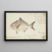 Seriolella punctata Tas Warehou argenté - Frank Edward Clarke — framed artwork on a wall
