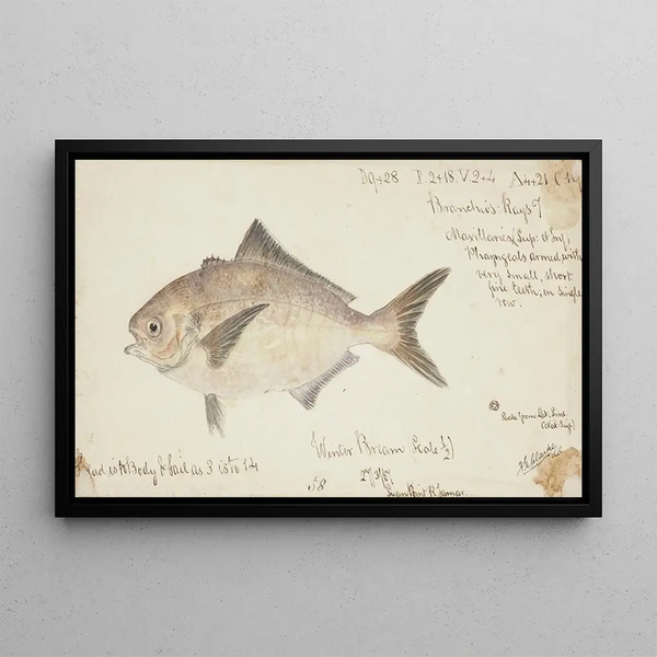 Seriolella punctata Tas Warehou argenté - Frank Edward Clarke — framed artwork on a wall