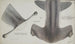 Sphyrna zygaena hammerhead shark of New Zealand dorsal view - Frank Edward Clarke — artwork view