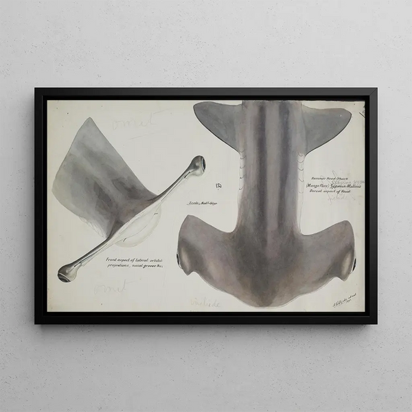 Sphyrna zygaena hammerhead shark of New Zealand dorsal view - Frank Edward Clarke — framed artwork on a wall
