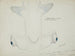 Tête de requin marteau (Sphyrna zygaena) vue ventrale - Frank Edward Clarke — artwork view