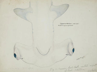 Tête de requin marteau (Sphyrna zygaena) vue ventrale - Frank Edward Clarke — artwork view