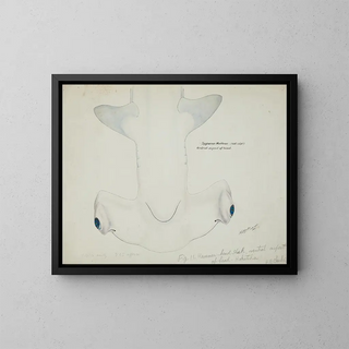 Tête de requin marteau (Sphyrna zygaena) vue ventrale - Frank Edward Clarke — framed artwork on a wall