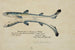 Squalus acanthias Siamese twins Spotted dogfish - Frank Edward Clarke — artwork view