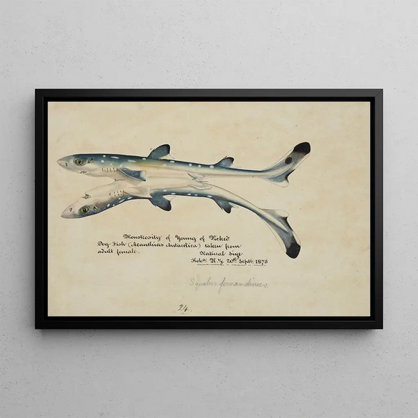 Squalus acanthias Siamese twins Spotted dogfish - Frank Edward Clarke — framed artwork on a wall