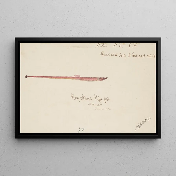 Syngnathidae Fish-trumpet - Frank Edward Clarke — framed artwork on a wall