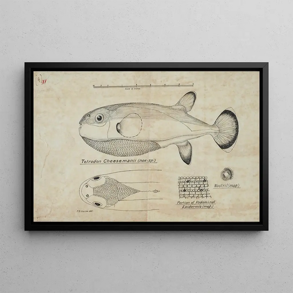 Tetraodon cheesmanii, globe fish - Frank Edward Clarke — framed artwork on a wall