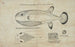 Tetraodon cheesmanii, globe fish - Frank Edward Clarke — artwork view