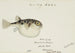 Tetraodon gillbanksii Clarke - Frank Edward Clarke — artwork view