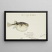 Tetraodon gillbanksii Clarke - Frank Edward Clarke — framed artwork on a wall