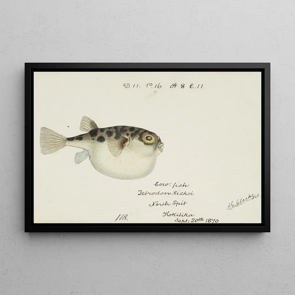 Tetraodon gillbanksii Clarke - Frank Edward Clarke — framed artwork on a wall