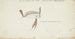 Trachipterus trachypterus New Zealand Ribbon Fish - Frank Edward Clarke — artwork view