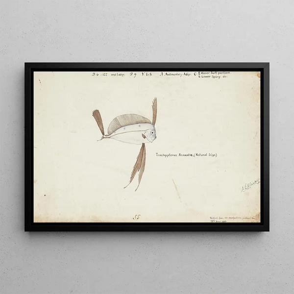 Trachipterus trachypterus New Zealand Ribbon Fish - Frank Edward Clarke — framed artwork on a wall