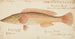 Unknown Painting - Frank Edward Clarke — artwork view