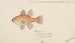 Vincentia conspersa South cardinalfish - Frank Edward Clarke — artwork view