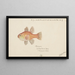 Vincentia conspersa South cardinalfish - Frank Edward Clarke — framed artwork on a wall