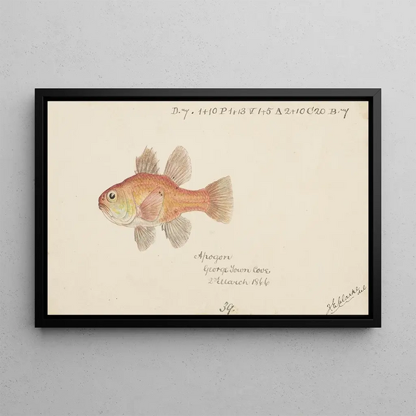 Vincentia conspersa South cardinalfish - Frank Edward Clarke — framed artwork on a wall