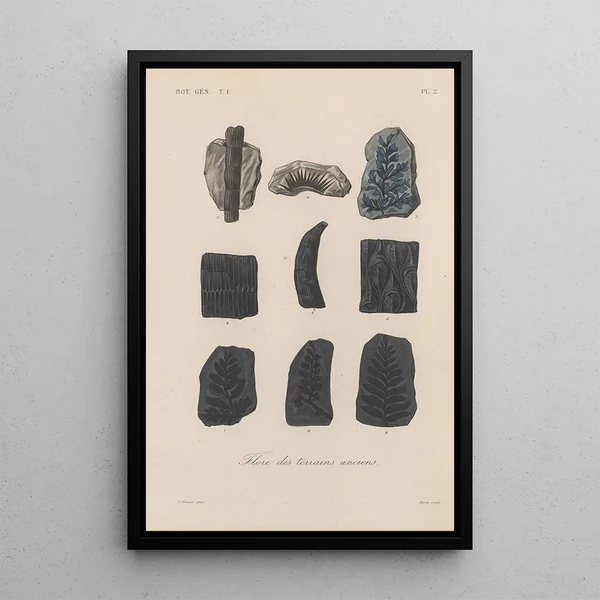 Traité de botanique générale Pl002 - François Hérincq — framed artwork on a wall