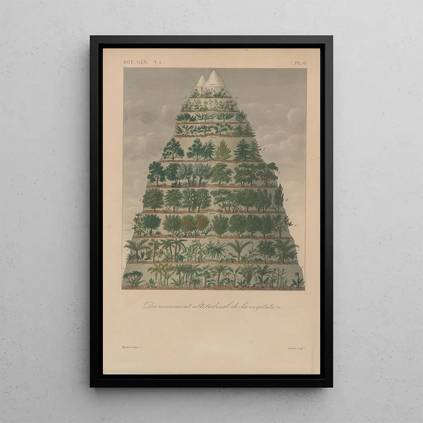Treatise on General Botany Pl006 - François Hérincq — framed artwork on a wall