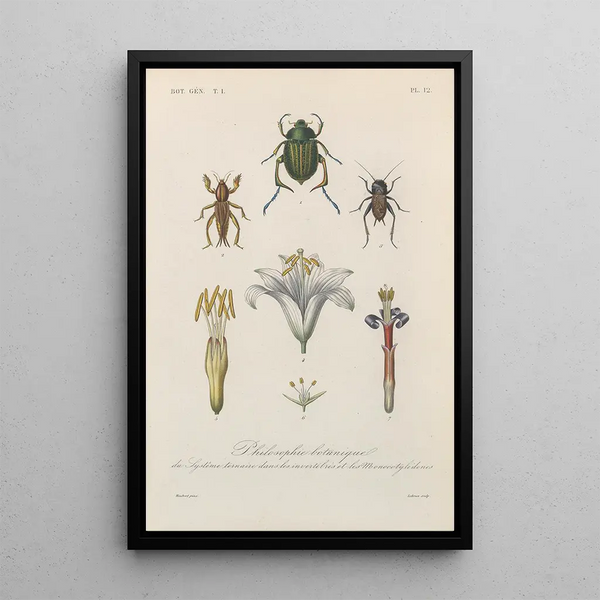 Treatise on General Botany Pl012 - François Hérincq — framed artwork on a wall