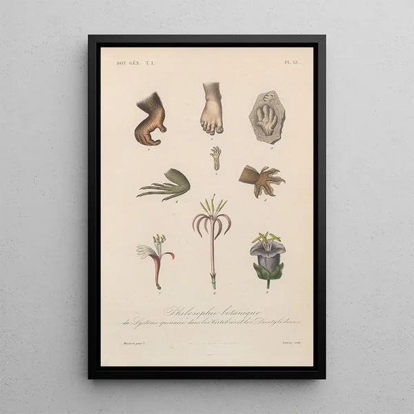 Traité de botanique générale Pl013 - François Hérincq — framed artwork on a wall