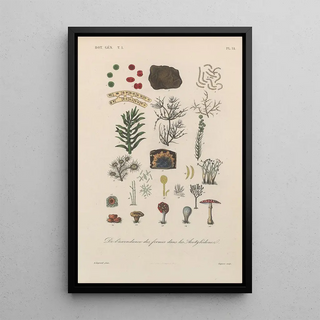 Franois Hrincq - Traite de botanique generale Pl014.webp