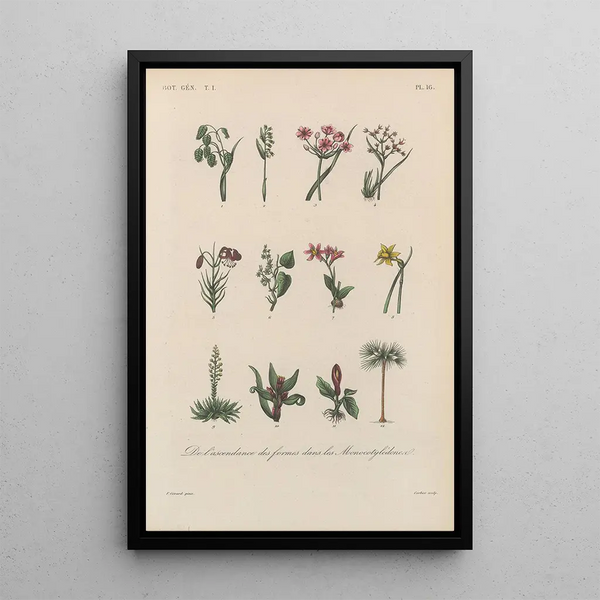 Treatise on General Botany Pl016 - François Hérincq — framed artwork on a wall