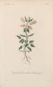 Treatise on General Botany Pl020 - François Hérincq — artwork view