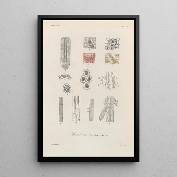 Treatise on General Botany Pl022 - François Hérincq — framed artwork on a wall