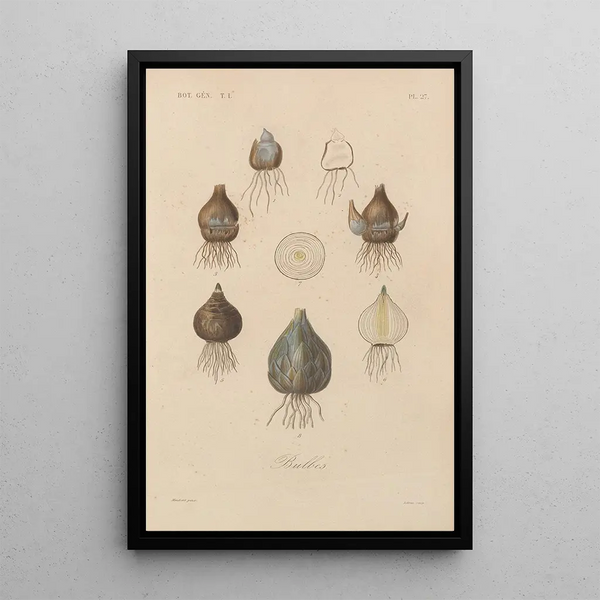 Traité de botanique générale Pl027 - François Hérincq — framed artwork on a wall