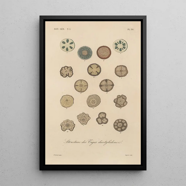 Treatise on General Botany Pl031 - François Hérincq — framed artwork on a wall