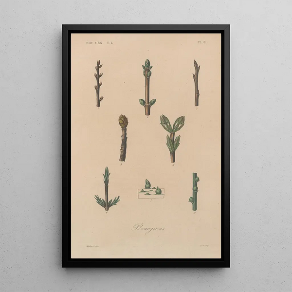 Traité de botanique générale Pl032 - François Hérincq — framed artwork on a wall