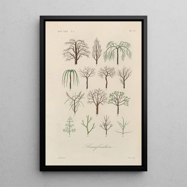 Traité de botanique générale Pl033 - François Hérincq — framed artwork on a wall