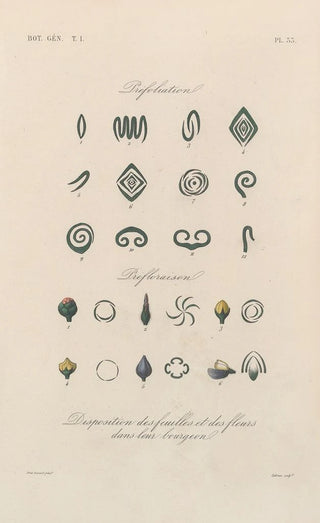 Franois Hrincq - Traite de botanique generale Pl034.webp