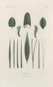 Treatise on General Botany Pl036 - François Hérincq — artwork view